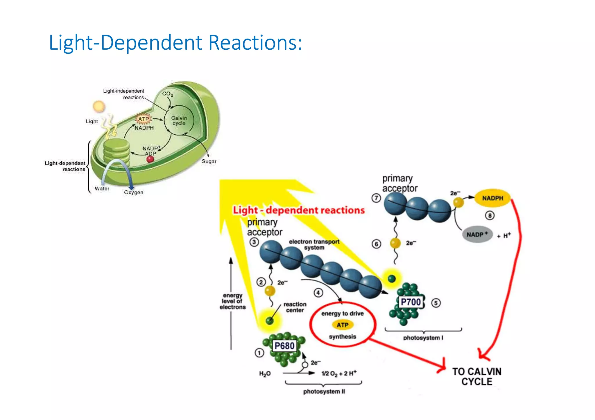 Light-Dependent Reactions: 
 