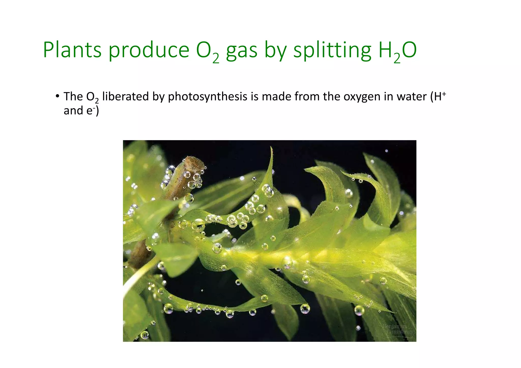 Plants produce O2 gas by splitting H2O 
• The O2 liberated by photosynthesis is made from the oxygen in water (H+ 
and e-) 
 