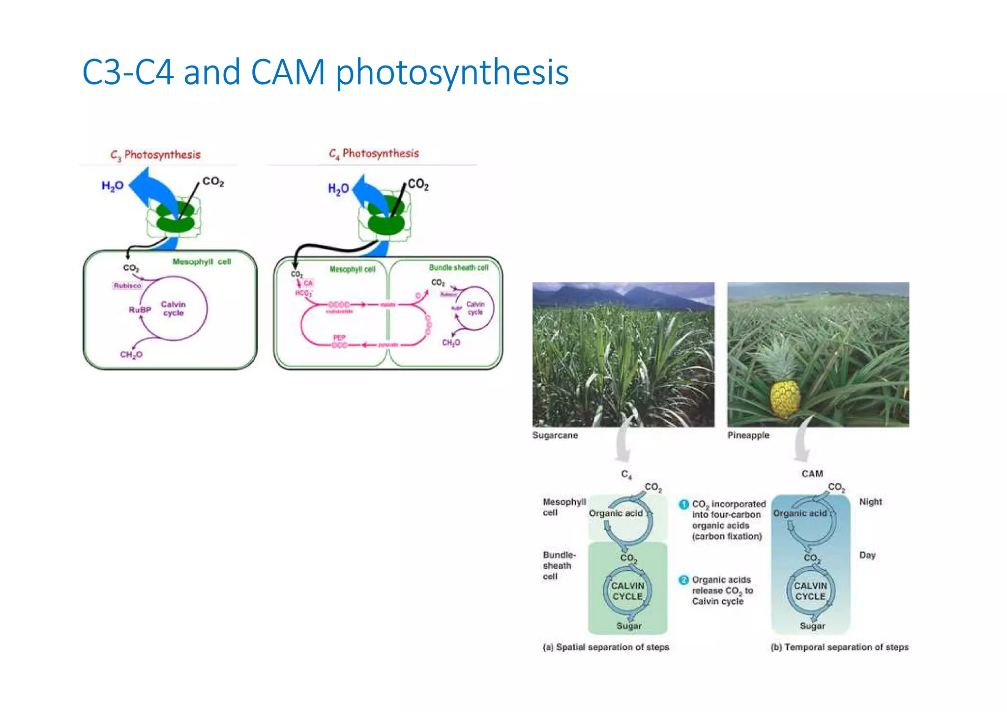 C3-C4 and CAM photosynthesis 
 