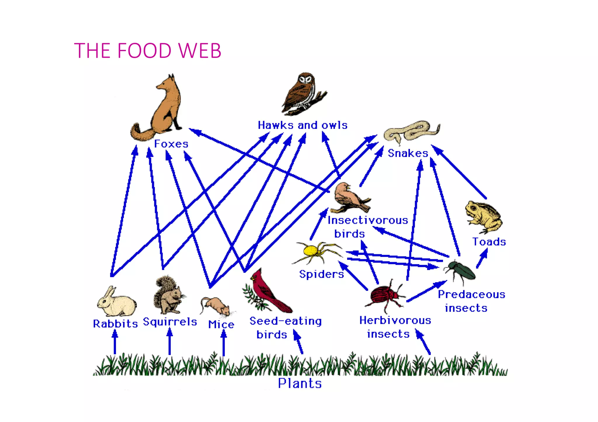 THE FOOD WEB 
 