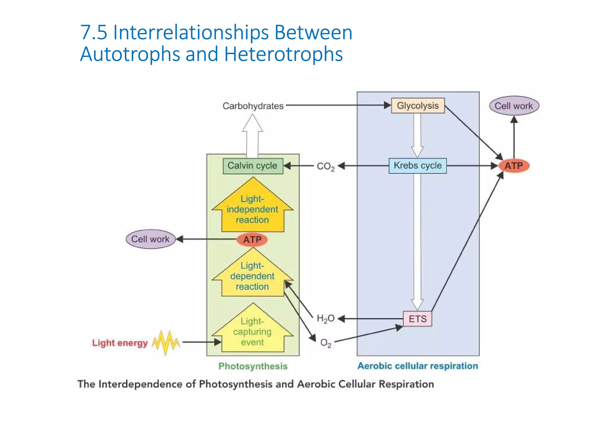 7.5 Interrelationships Between 
Autotrophs and Heterotrophs 
 