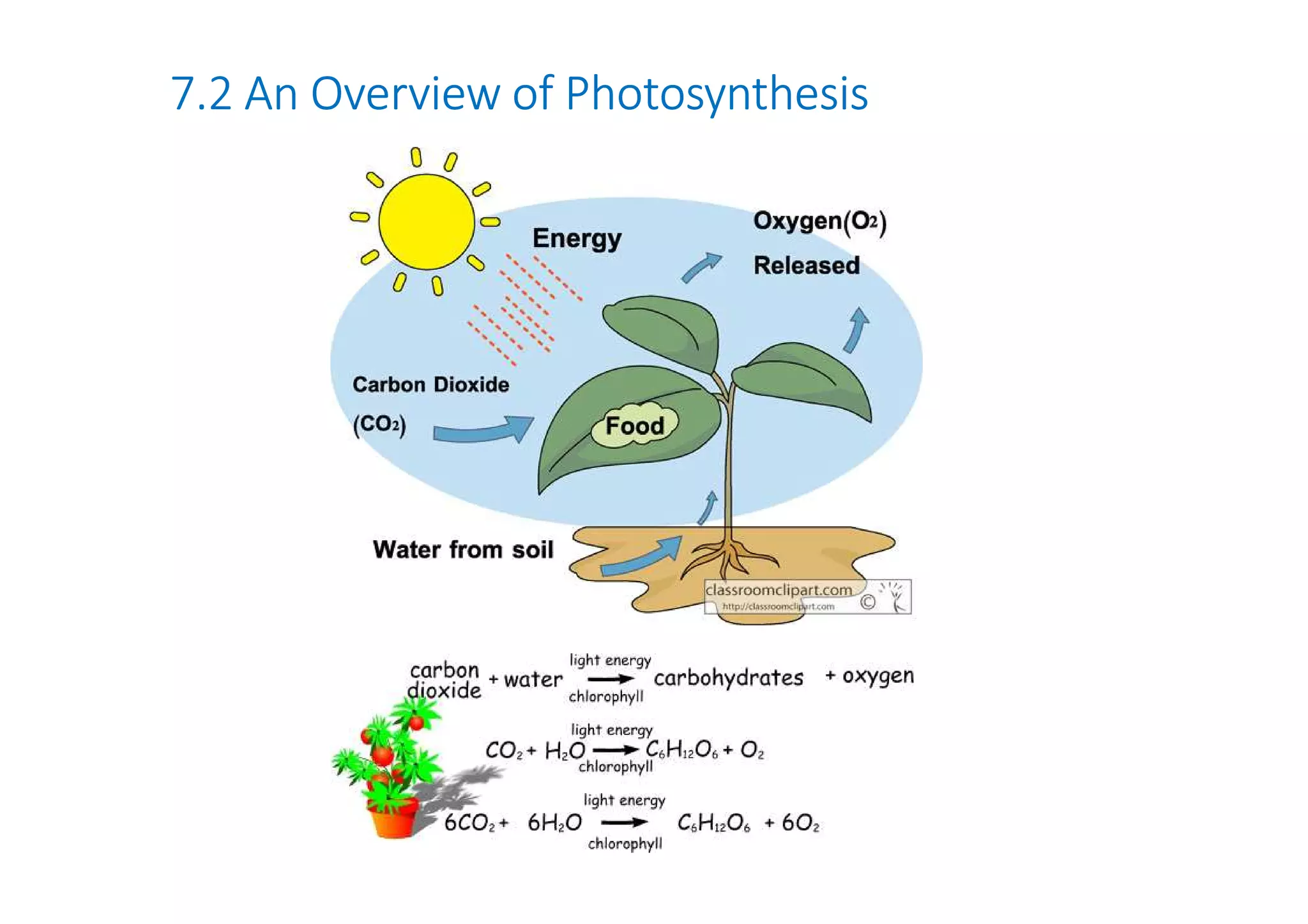 7.2 An Overview of Photosynthesis 
 