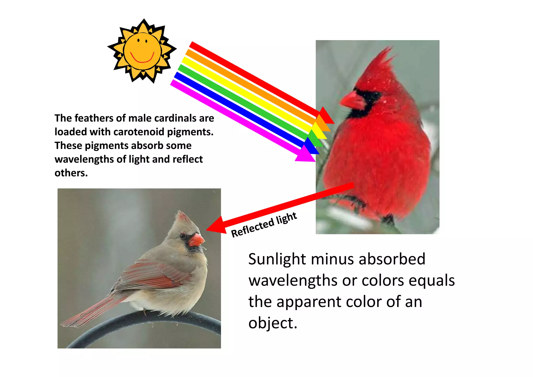 Sunlight minus absorbed 
wavelengths or colors equals 
the apparent color of an 
object. 
The feathers of male cardinals are 
loaded with carotenoid pigments. 
These pigments absorb some 
wavelengths of light and reflect 
others. 
 