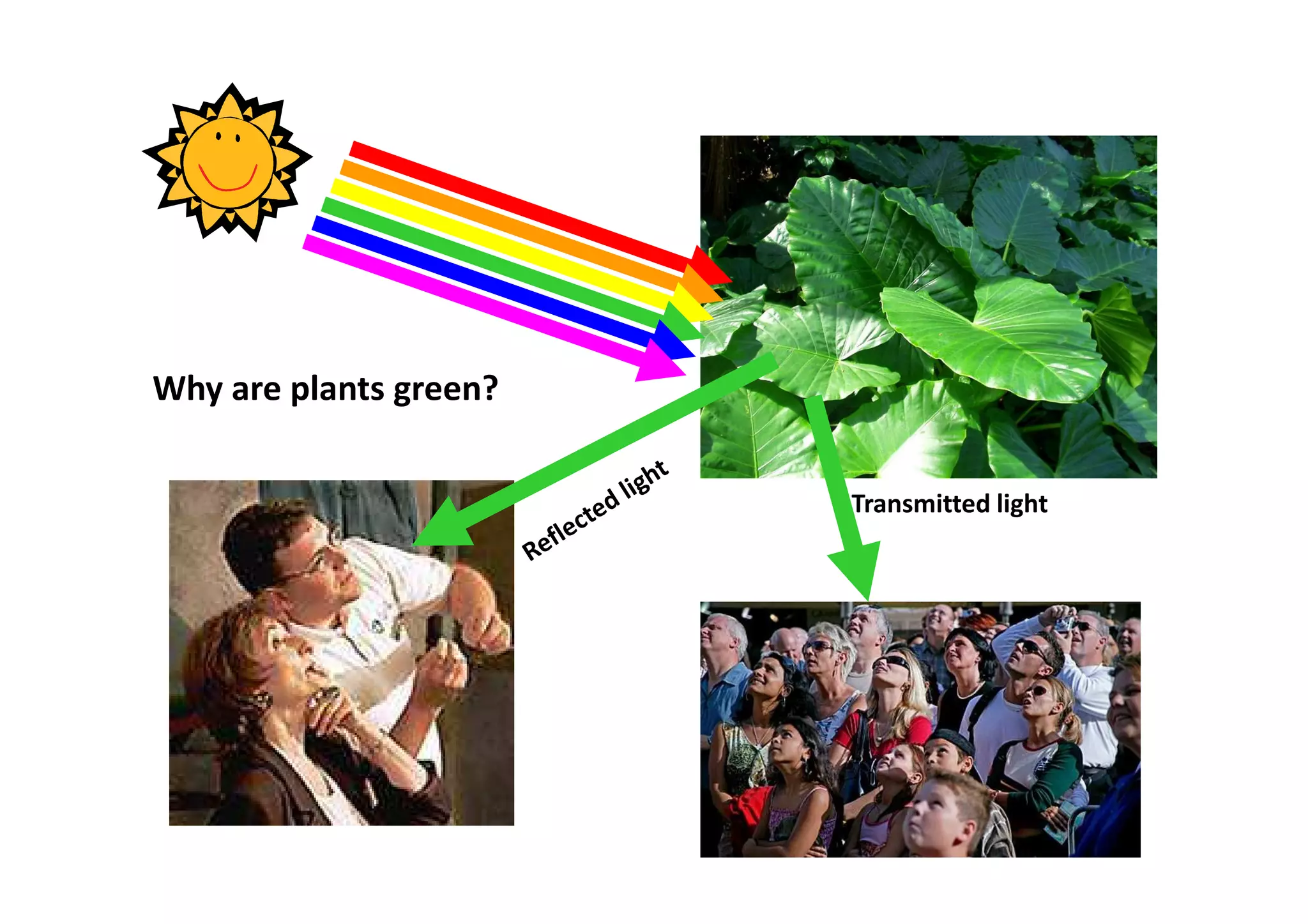 Why are plants green? 
Transmitted light 
 