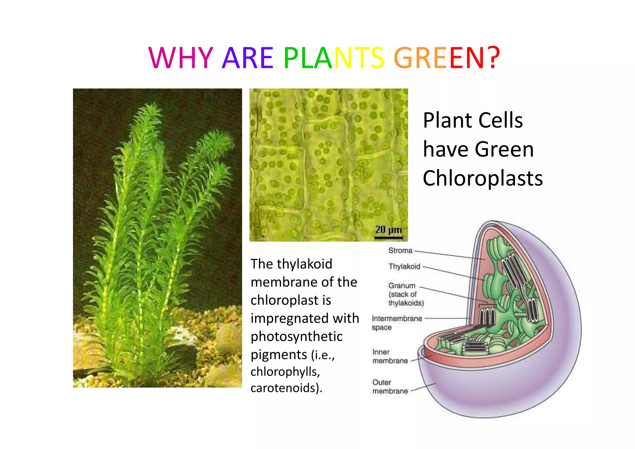WHY ARE PLANTS GREEN? 
Plant Cells 
have Green 
Chloroplasts 
The thylakoid 
membrane of the 
chloroplast is 
impregnated with 
photosynthetic 
pigments (i.e., 
chlorophylls, 
carotenoids). 
 