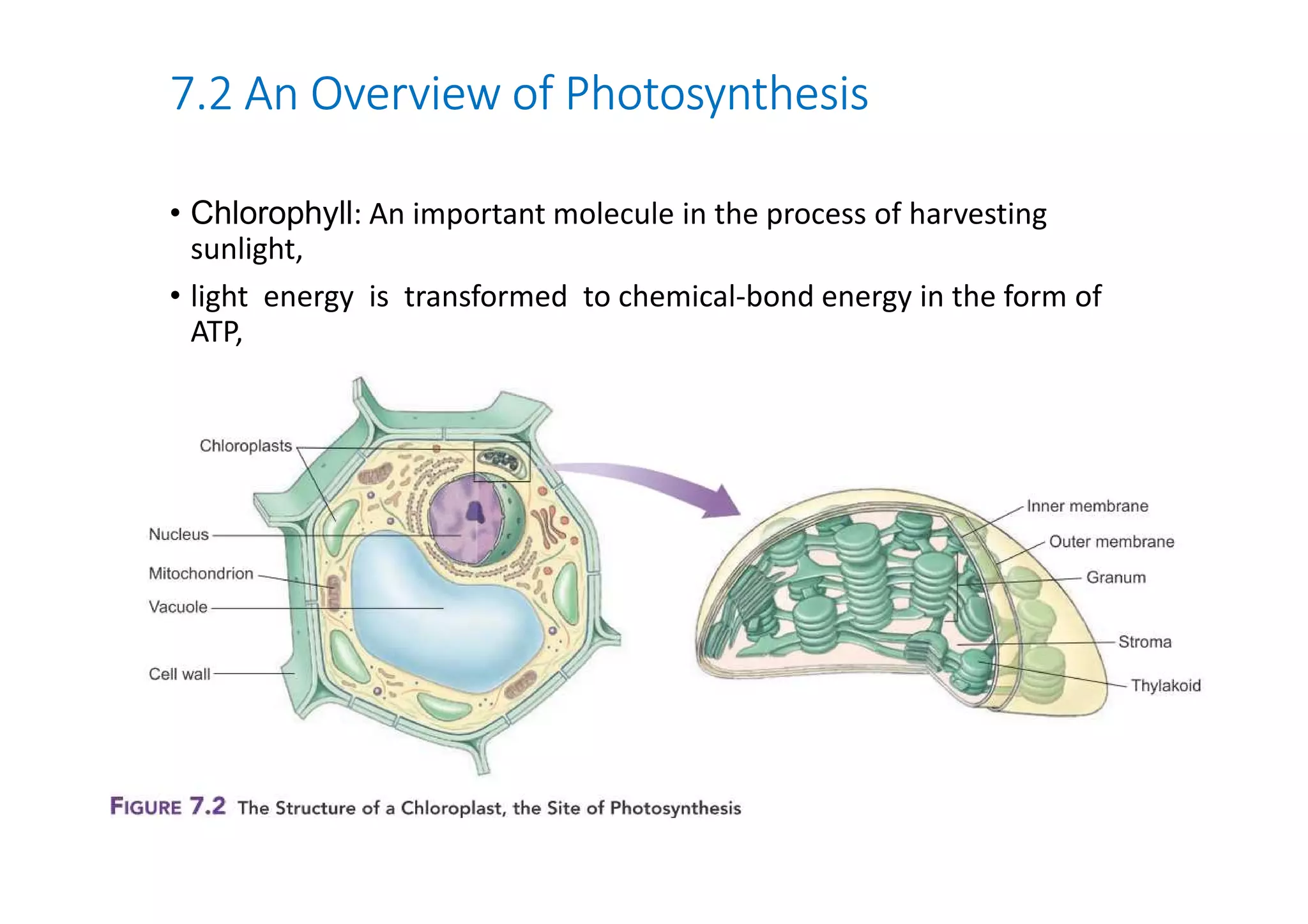 7.2 An Overview of Photosynthesis 
• Chlorophyll: An important molecule in the process of harvesting 
sunlight, 
• light energy is transformed to chemical-bond energy in the form of 
ATP, 
 