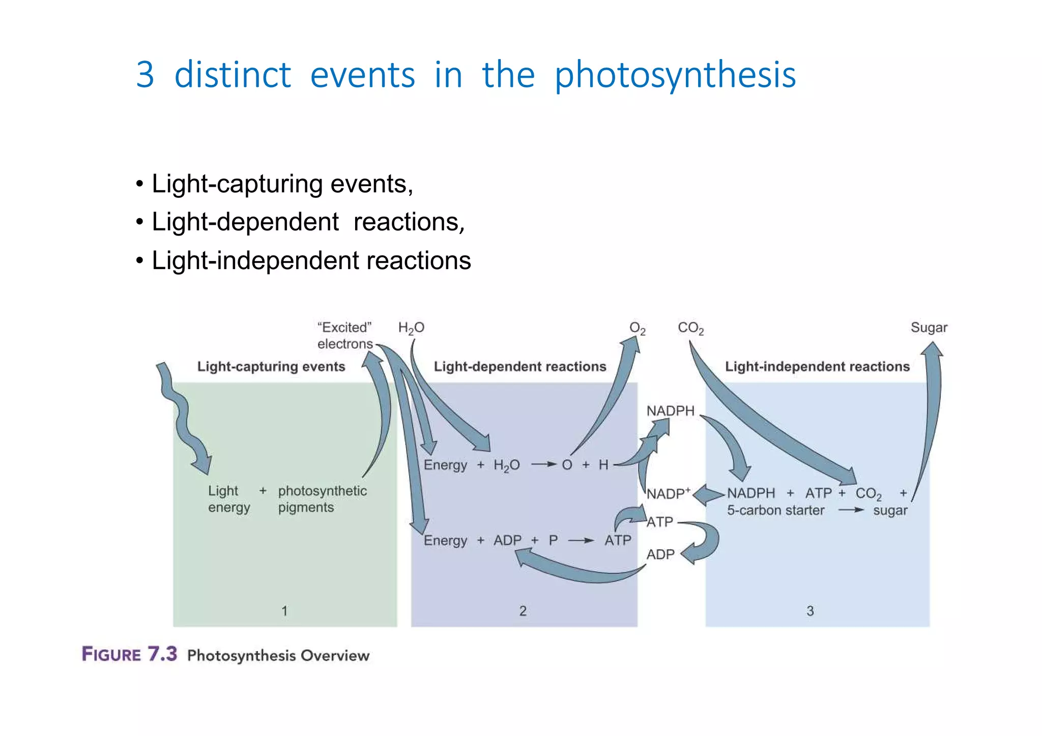 3 distinct events in the photosynthesis 
• Light-capturing events, 
• Light-dependent reactions, 
• Light-independent reactions 
 