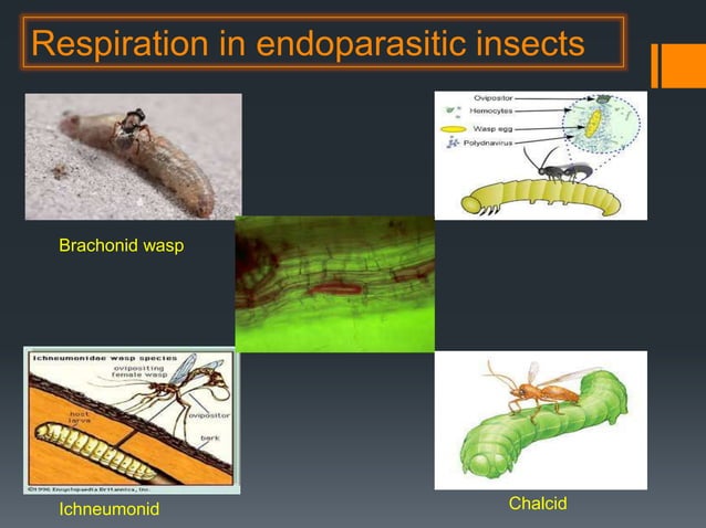 6th Module, insects (respiratory, digestive and integument system)and ...