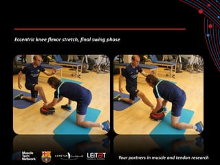 Your partners in muscle and tendon research 
Eccentric knee flexor stretch, final swing phase 
 