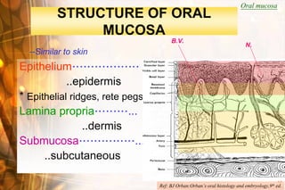 Oral mucosa
          STRUCTURE OF ORAL
               MUCOSA
                                      B.V.
                                                                          N.
  --Similar to skin
Epithelium………………
            ..epidermis
* Epithelial ridges, rete pegs
Lamina propria………...
                ..dermis
Submucosa……………...
      ..subcutaneous
                                                               Wen-Chen Wang
                                 Ref: BJ Orban:Orban’s oral histology and embryology,9th ed.
 