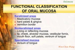 Oral mucosa


FUNCTIONAL CLASSIFICATION
    OF ORAL MUCOSA
 Keratinized areas
 …Masticatory mucosa
  hard palate & gingiva
  vermilion border

 Nonkeratinized areas
 …Lining or reflecting mucosa
  lip, cheek, alveolar mucosa, vestibular fornix,
   mouth floor, soft palate, ventrum of tongue
 Specialized mucosa
  dorsum of tongue

                                        Wen-Chen Wang
 