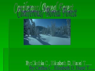 Coniferous/ Boreal Forest  By:Cinthia C , Elizabeth D, Hazel T...... 