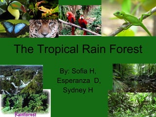 The Tropical Rain Forest By: Sofia H, Esperanza  D, Sydney H 