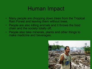6th Period Tropical Rain Forest | PPT