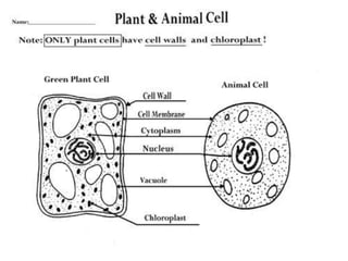 6th science cell workshop 2