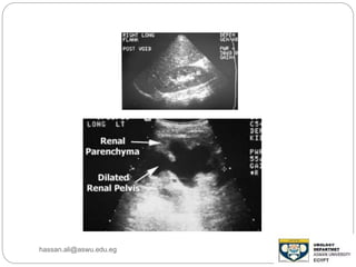 hassan.ali@aswu.edu.eg
 