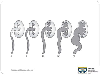 hassan.ali@aswu.edu.eg
 