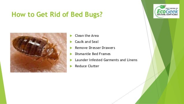 6 Tips To Getting Rid Of Bed Bugs In Cape Cod Home