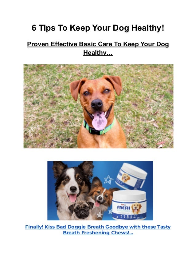 6 Tips to Keep Your Dog Healthy