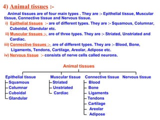 4) Animal tissues :-
Animal tissues are of four main types . They are :- Epithelial tissue, Muscular
tissue, Connective tissue and Nervous tissue.
i) Epithelial tissues :- are of different types. They are :- Squamous, Columnar,
Cuboidal, Glandular etc.
ii) Muscular tissues :- are of three types. They are :- Striated, Unstriated and
Cardiac.
iii) Connective tissues :- are of different types. They are :- Blood, Bone,
Ligaments, Tendons, Cartilage, Areolar, Adipose etc.
iv) Nervous tissue :- consists of nerve cells called neurons.
Animal tissues
Epithelial tissue Muscular tissue Connective tissue Nervous tissue
Squamous Striated Blood
Columnar Unstriated Bone
Cuboidal Cardiac Ligaments
Glandular Tendons
Cartilage
Areolar
Adipose
 