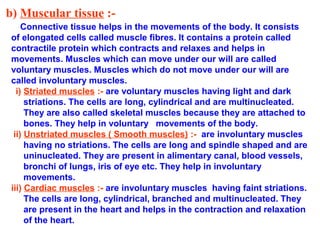 b) Muscular tissue :-
Connective tissue helps in the movements of the body. It consists
of elongated cells called muscle fibres. It contains a protein called
contractile protein which contracts and relaxes and helps in
movements. Muscles which can move under our will are called
voluntary muscles. Muscles which do not move under our will are
called involuntary muscles.
i) Striated muscles :- are voluntary muscles having light and dark
striations. The cells are long, cylindrical and are multinucleated.
They are also called skeletal muscles because they are attached to
bones. They help in voluntary movements of the body.
ii) Unstriated muscles ( Smooth muscles) :- are involuntary muscles
having no striations. The cells are long and spindle shaped and are
uninucleated. They are present in alimentary canal, blood vessels,
bronchi of lungs, iris of eye etc. They help in involuntary
movements.
iii) Cardiac muscles :- are involuntary muscles having faint striations.
The cells are long, cylindrical, branched and multinucleated. They
are present in the heart and helps in the contraction and relaxation
of the heart.
 