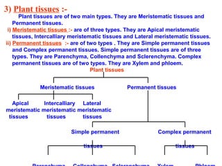 3) Plant tissues :-
Plant tissues are of two main types. They are Meristematic tissues and
Permanent tissues.
i) Meristematic tissues :- are of three types. They are Apical meristematic
tissues, Intercalliary meristematic tissues and Lateral meristematic tissues.
ii) Permanent tissues :- are of two types . They are Simple permanent tissues
and Complex permanent tissues. Simple permanent tissues are of three
types. They are Parenchyma, Collenchyma and Sclerenchyma. Complex
permanent tissues are of two types. They are Xylem and phloem.
Plant tissues
Meristematic tissues Permanent tissues
Apical Intercalliary Lateral
meristematic meristematic meristematic
tissues tissues tissues
Simple permanent Complex permanent
tissues tissues
 