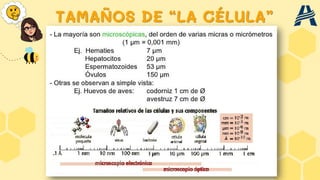TAMAÑOS DE “LA CÉLULA”
 