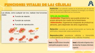 FUNCIONES VITALES DE LAS CÉLULAS
Nutrición: La nutrición celular es el proceso por el que las
células de nuestro organismo obtienen la energía y la materia
que necesitan para efectuar sus funciones.
TIPO DE NUTRICIÓN:
-Autótrofas: Organismo que puede producir su
propio alimento por medio de la fotosíntesis.
-Heterótrofos: organismos incapaces de producir su
alimento, pero dependen de otros organismos.
Relación: consiste en recibir información en forma de
estímulos y responder adecuadamente.
Reproducción: produce células y transmite
características similares a las células madres.
 