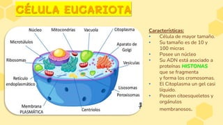 CÉLULA EUCARIOTA
Características:
• Célula de mayor tamaño.
• Su tamaño es de 10 y
100 micras
• Posee un núcleo
• Su ADN está asociado a
proteínas HISTONAS
que se fragmenta
y forma los cromosomas.
• El Citoplasma un gel casi
líquido.
• Poseen citoesqueletos y
orgánulos
membranosos.
 