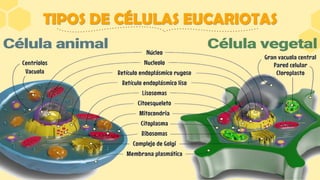 TIPOS DE CÉLULAS EUCARIOTAS
 