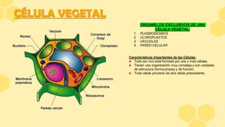 CÉLULA VEGETAL
ORGANELOS EXCLUSIVOS DE UNA
CÉLULA VEGETAL.
1. PLASMODESMOS
2. CLOROPLASTOS
3. VACUOLAS
4. PARED CELULAR
Características importantes de las Células:
♣ Todo ser vivo está formado por una o más células.
♣ Tienen una organización muy compleja y son unidades
de estructura (forma propia) y de función.
♣ Toda célula proviene de otra célula preexistente.
 