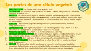 1. PARED CELULAR. Su función es la de proteger la célula.
2. CITOPLASMA. El citoplasma tiene diferentes funciones: producir energía y hacer de barrera
contra las moléculas H2O.
3. VACUOLA. La vacuola es un orgánulo presente en todas las células vegetales. Se encuentra
cerrado por una membrana que se llama tonoplasto. Su función es contener fluidos como agua,
enzimas o también nutrientes. La estructura de la vacuola varía de unas plantas a otras, según
sus necesidades.
4. PLASTOS. La función de los plastos es la producción y almacenamiento de diferentes
compuestos químicos.
5. CLOROPLASTOS. Son orgánulos propios de las células vegetales, cuya función es la de la
fotosíntesis. Se componen de una envoltura y contienen vesículas.
6. APARATO DE GOLGI. Su función es la de fabricar algunas proteínas.
7. RETÍCULO ENDOPLASMÁTICO. Es un orgánulo que se reparte por todo el citoplasma celular.
Está presente en las células eucariotas. Su función es la síntesis de proteínas y lípidos.
8. MITOCONDRIAS. Son orgánulos de gran tamaño cuya función es la síntesis de ATP.
9. MEMBRANA CELULAR. Es la capa que limita la célula. Su función es regular la entrada y
salida de sustancias.
10. NÚCLEO. El núcleo celular es el orgánulo que se encuentra en el centro de las células
eucariotas. Su función es mantener la integridad de los genes y controlar las actividades que se
llevan a cabo dentro de la propia célula. Dentro del núcleo encontramos el nucleolo.
Las partes de una célula vegetal:
 