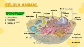 CÉLULA ANIMAL
ORGANELOS EXCLUSIVOS
DE UNA CÉLULA ANIMAL
1. MITOCONDRIAS
2. LISOSOMAS
3. RIBOSOMAS
4. APARATO DE GOLGI
5. CENTRIOLO
 