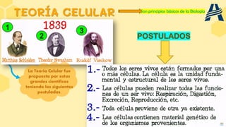 TEORÍA CELULAR Son principios básicos de la Biología
La Teoría Celular fue
propuesta por estos
grandes científicos
teniendo los siguientes
postulados.
POSTULADOS
1
2
3
 