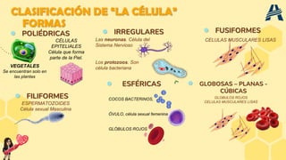 FORMAS
● POLIÉDRICAS
CÉLULAS
EPITELIALES
Célula que forma
parte de la Piel.
● FUSIFORMES
CELULAS MUSCULARES LISAS
● IRREGULARES
Las neuronas. Célula del
Sistema Nervioso
Los protozoos. Son
célula bacteriana
● FILIFORMES
ESPERMATOZOIDES
Célula sexual Masculina
● ESFÉRICAS
COCOS BACTERINOS,
ÓVULO, célula sexual femenina
GLÓBULOS ROJOS
● GLOBOSAS – PLANAS -
CÚBICAS
GLOBULOS ROJOS
CELULAS MUSCULARES LISAS
CLASIFICACIÓN DE “LA CÉLULA”
VEGETALES
Se encuentran solo en
las plantas
 