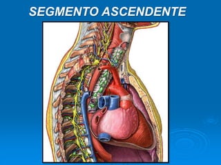 SEGMENTO ASCENDENTE
 