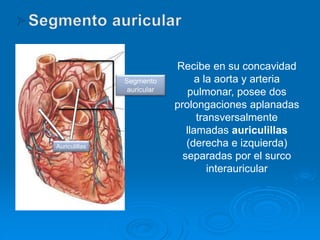 Recibe en su concavidad
a la aorta y arteria
pulmonar, posee dos
prolongaciones aplanadas
transversalmente
llamadas auriculillas
(derecha e izquierda)
separadas por el surco
interauricular
Auriculillas
Segmento
auricular
 