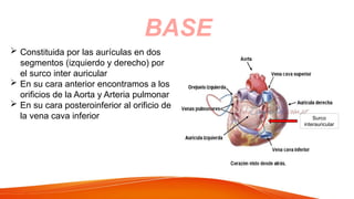 BASE
 Constituida por las aurículas en dos
segmentos (izquierdo y derecho) por
el surco inter auricular
 En su cara anterior encontramos a los
orificios de la Aorta y Arteria pulmonar
 En su cara posteroinferior al orificio de
la vena cava inferior
Surco
interauricular
Surco
interauricular
 