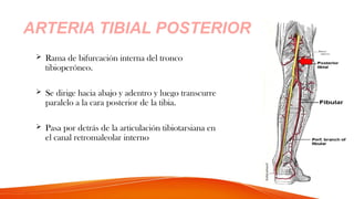  Rama de bifurcación interna del tronco
tibioperóneo.
 Se dirige hacia abajo y adentro y luego transcurre
paralelo a la cara posterior de la tibia.
 Pasa por detrás de la articulación tibiotarsiana en
el canal retromaleolar interno
ARTERIA TIBIAL POSTERIOR
 