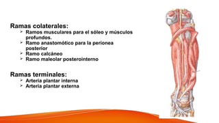 Ramas colaterales:
 Ramos musculares para el sóleo y músculos
profundos.
 Ramo anastomótico para la perionea
posterior
 Ramo calcáneo
 Ramo maleolar posterointerno
Ramas terminales:
 Arteria plantar interna
 Arteria plantar externa
 