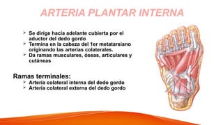  Se dirige hacia adelante cubierta por el
aductor del dedo gordo
 Termina en la cabeza del 1er metatarsiano
originando las arterias colaterales.
 Da ramas musculares, óseas, articulares y
cutáneas
Ramas terminales:
 Arteria colateral interna del dedo gordo
 Arteria colateral externa del dedo gordo
ARTERIA PLANTAR INTERNA
 