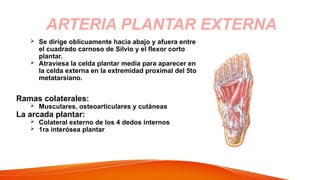  Se dirige oblicuamente hacia abajo y afuera entre
el cuadrado carnoso de Silvio y el flexor corto
plantar.
 Atraviesa la celda plantar media para aparecer en
la celda externa en la extremidad proximal del 5to
metatarsiano.
Ramas colaterales:
 Musculares, osteoarticulares y cutáneas
La arcada plantar:
 Colateral externo de los 4 dedos internos
 1ra interósea plantar
ARTERIA PLANTAR EXTERNA
 
