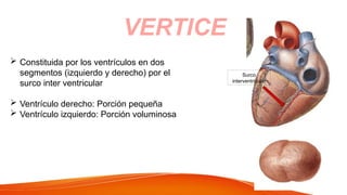 VERTICE
 Constituida por los ventrículos en dos
segmentos (izquierdo y derecho) por el
surco inter ventricular
 Ventrículo derecho: Porción pequeña
 Ventrículo izquierdo: Porción voluminosa
Surco
interventricular
 
