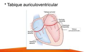 • Tabique auriculoventricular
Tabique
auriculoventricular
 