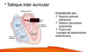 • Tabique inter auricular
Constituido por :
 Septum primum
(derecha)
 Septum secundum
(izquierda)
 Fosa oval
(vestigio de tabicamiento
embrionario)
Tabique
interauricular
 