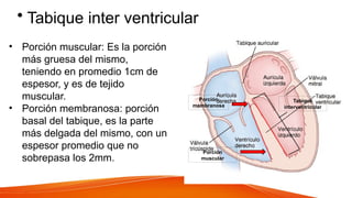 • Tabique inter ventricular
Tabique
interventricular
• Porción muscular: Es la porción
más gruesa del mismo,
teniendo en promedio 1cm de
espesor, y es de tejido
muscular.
• Porción membranosa: porción
basal del tabique, es la parte
más delgada del mismo, con un
espesor promedio que no
sobrepasa los 2mm.
Porción
muscular
Porción
membranosa
 