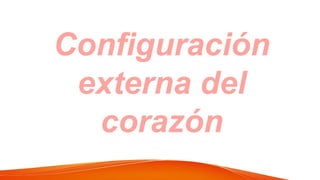 Configuración
externa del
corazón
 