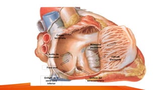 Fosa oval
Anillo de
viussens
Cresta
terminalis
Músculos
pectíneos
Orificio del
seno coronario
Orificio de la
vena cava
inferior
Válvula
tricúspide
 