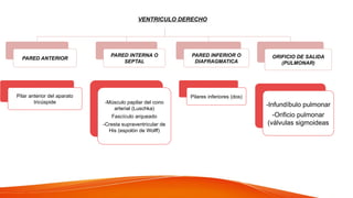 VENTRICULO DERECHO
PARED ANTERIOR
Pilar anterior del aparato
tricúspide
PARED INTERNA O
SEPTAL
-Músculo papilar del cono
arterial (Luschka)
Fascículo arqueado
-Cresta supraventricular de
His (espolón de Wolff)
PARED INFERIOR O
DIAFRAGMATICA
Pilares inferiores (dos)
ORIFICIO DE SALIDA
(PULMONAR)
-Infundíbulo pulmonar
-Orificio pulmonar
(válvulas sigmoideas
 