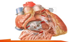 Válvula
tricúspide
Músculo
papilar
Cono
arterioso
Válvula
sigmoidea
pulmonar
Cuerdas
tendinosas
 